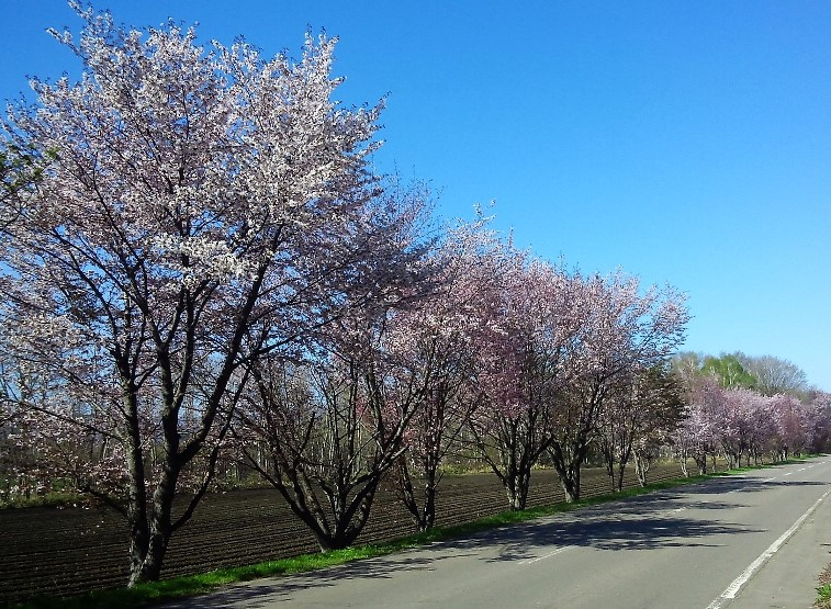 写真：桜の木