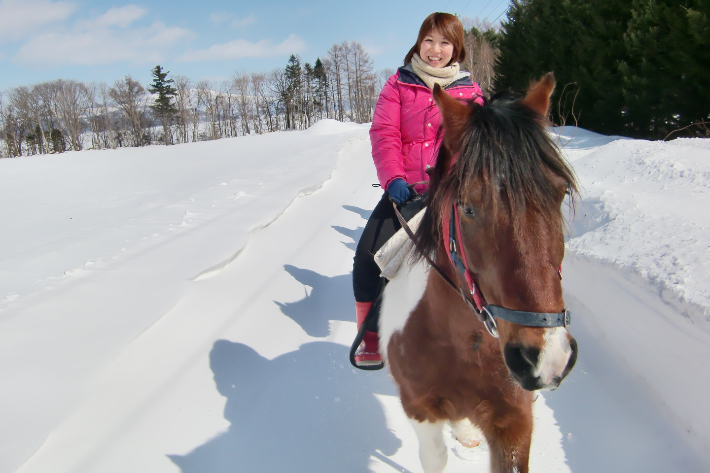 画像：ふかふかの雪とふかふかの冬毛の馬が皆さんをお待ちしております。