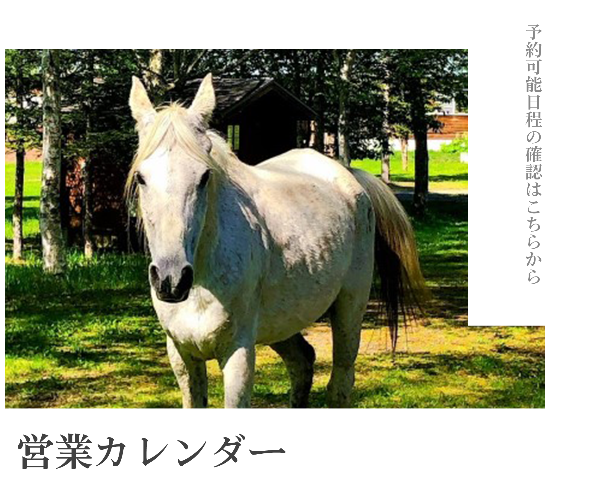 写真：馬のイメージ　営業カレンダー　予約可能日程の確認はこちらから